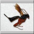 Pimpla strigipleuris - Schlupfwespe w01b 8mm - OS-Hasbergen Lehmwiese det06.jpg